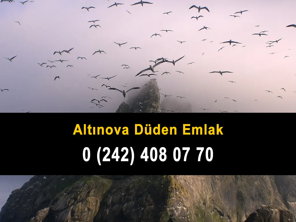 Altınova Düden Emlak